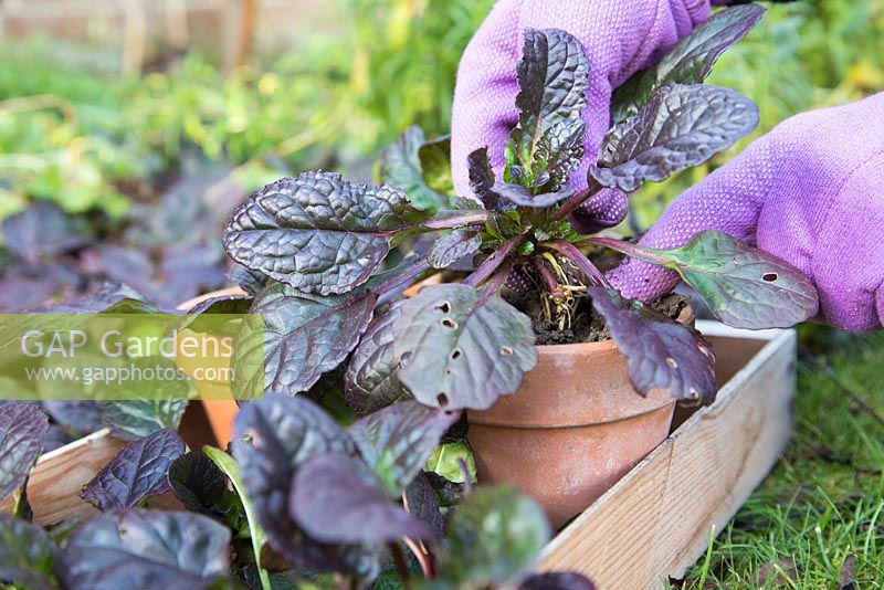 Potting up Ajuga reptans 'Catlin's Giant' to give to someone as a gift