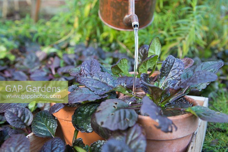 Watering newly potted Ajuga reptans 'Catlin's Giant' to give to someone as a gift
