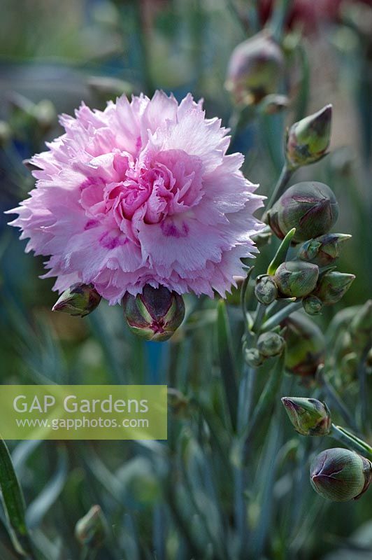 Dianthus hybrida Scent First 'Candy Floss', Candy Floss pinks