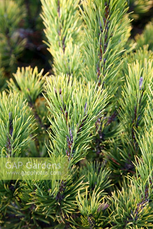 Pinus mugo Carsten Mountain Pine in autumn