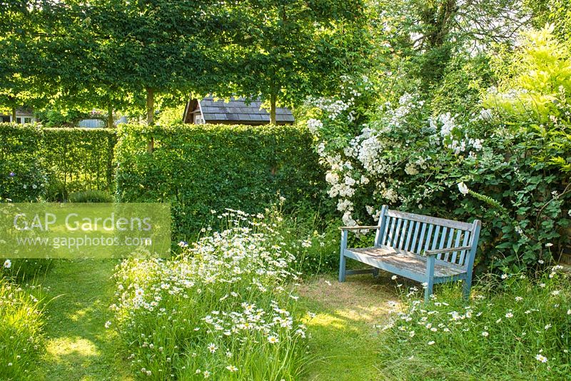 Garden seat in corner of wild garden with ox eye daisies, Rosa 'Seagull' and hawthorn hedge