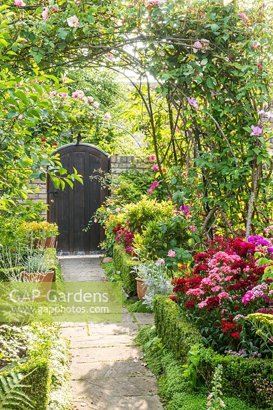 View of formal town garden with Buxus - Box edging, Roses growing on arches over paths. Dianthus - Sweet Williams and Digitalis - Foxgloves