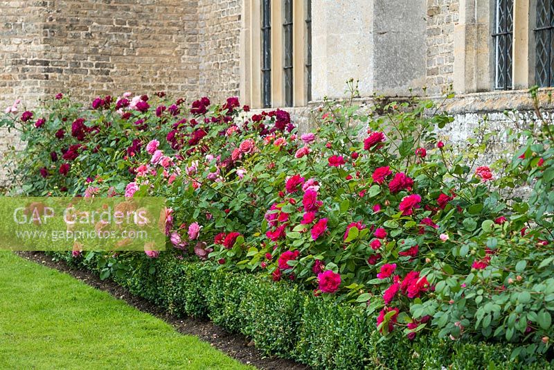 Rosa 'Princess Alexandra of Kent', Rosa 'Darcey Bussell' and Rosa 'Sophies Rose' - left to right in a border with box edging