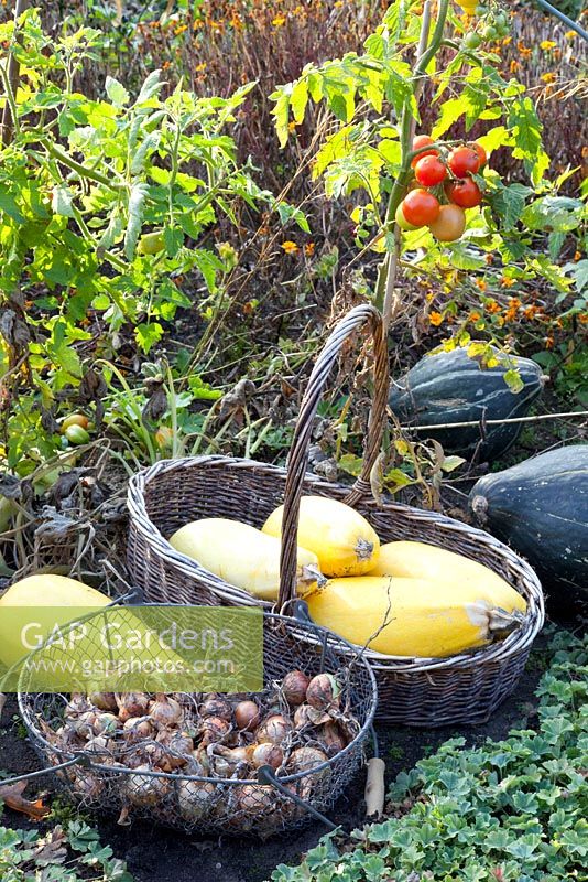 Autumn harvest with pumpkins, courgettes tomatoes and onions
