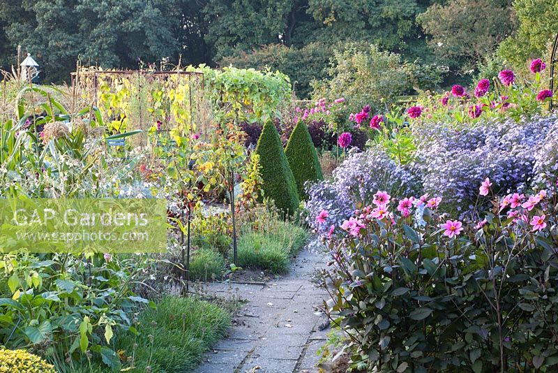 Kitchen garden with flowering borders of Dahlia 'HS Juliet', Dahlia 'Deborah Renee', Aster 'Little Carlow' and Buxus