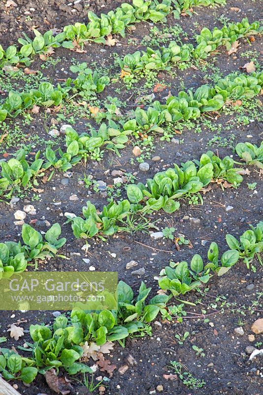 Spinacia oleracea Fiorana growing in vegetable garden 