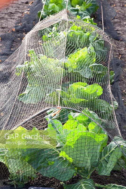 Winter cabbage under netting - Brassica oleracea 'April'