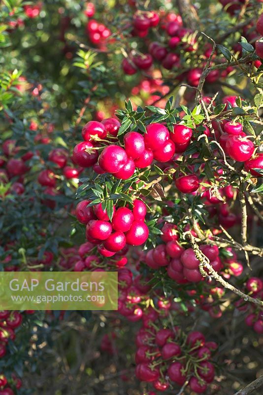 Gaultheria mucronata 'Crimsonia' - an evergreen, bushy, dense shrub, fully hardy, with white flowers in late spring, early summer and fleshy fruits of varying colour in the autumn. 