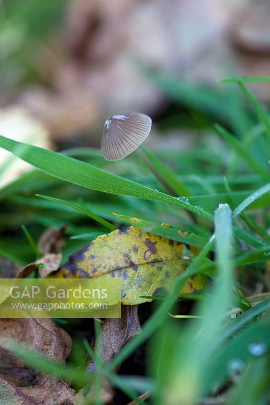Mycena (not identified further than this), a member of the Bonnet-fungus family.