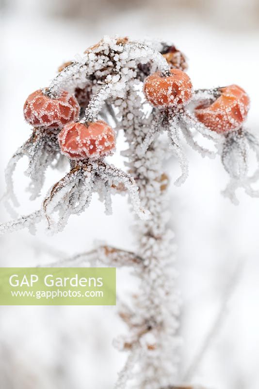 Rosa rugosa covered in hoar frost 