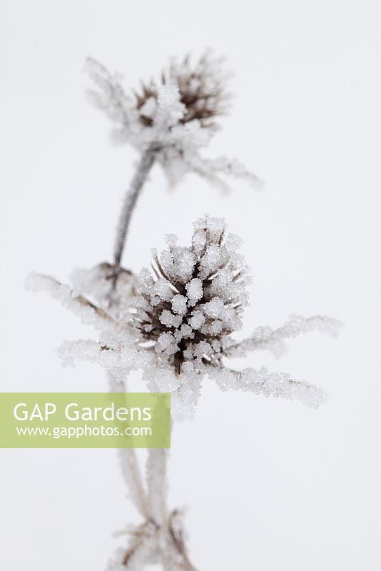Eryngium planum covered in hoar frost 