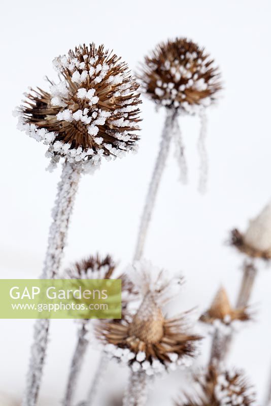 Echinops ritro covered in hoar frost