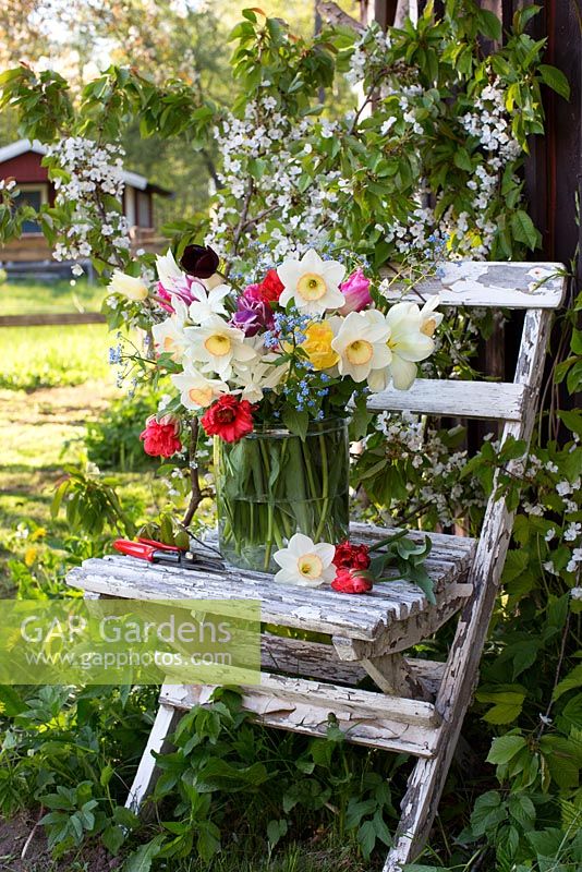 Wooden garden chair with vase of tulips and narcissus cut from garden