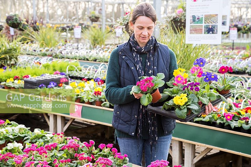 Woman selecting mixture of Primula and Polyanthus within a garden nursery.