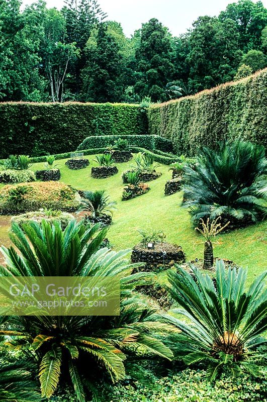 The Cycads garden - Terra Nostra  Garden, Fumas, Sao Miguel, Azores. July. 