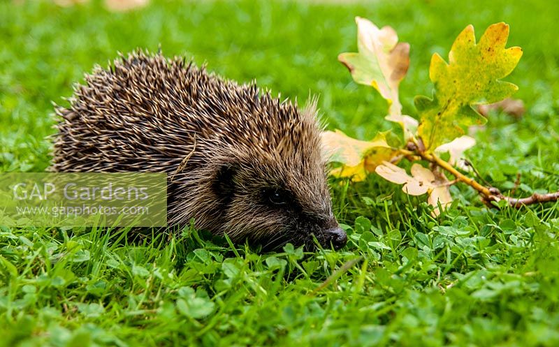Hedgehog, erinaceus europaeus on garden lawn