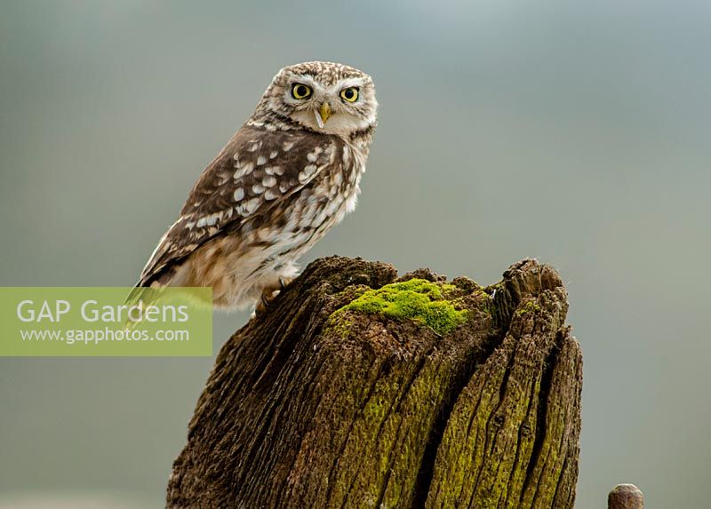 Athene noctua - little owl perched on gate post.