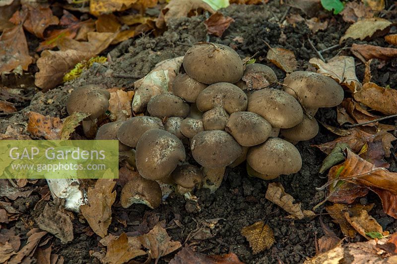 Lyophyllum decastes, clustered dome cap fungi on woodland floor