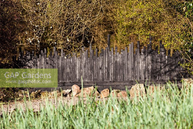 Black painted wooden fence with Leymus arenarius (aka Elymus arenarius) in foreground. Veddw House Garden, Monmouthshire, Wales, UK. May