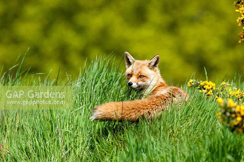 Fox, vulpes vulpes in long grass