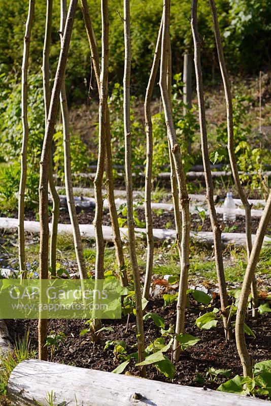 Young Runner Bean plants with traditional rustic Hazel beanpoles, Wales, UK.