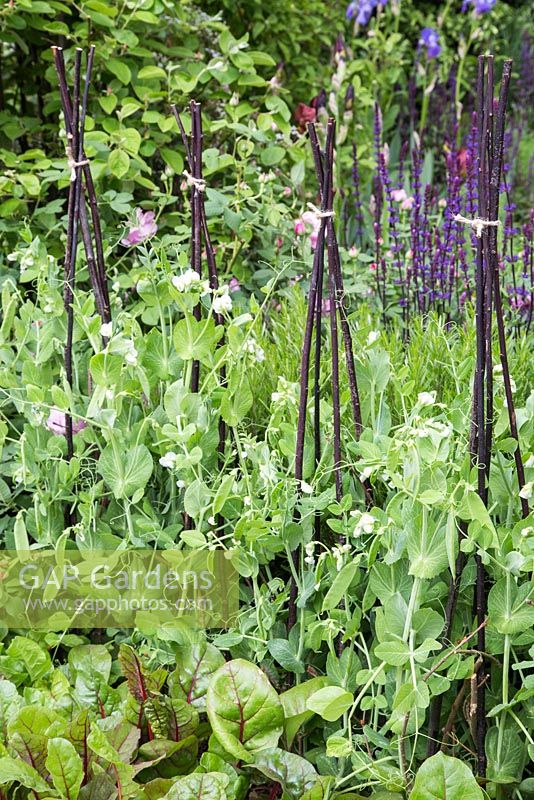 Pea 'Jaguar', Salvia 'Cardonna', Beetroot 'Moneta' and Rosmarinus officinalis. Show Garden: The Homebase Garden Sowing the Seeds of Change. 
