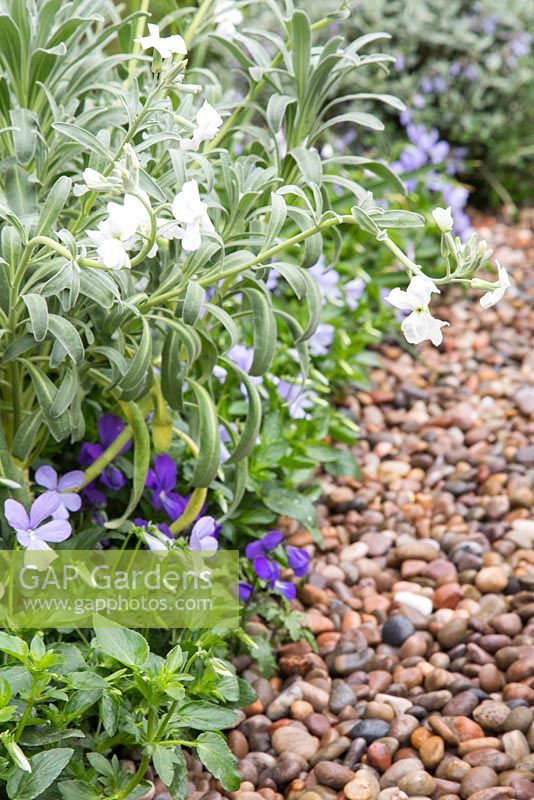Border of Viola cornuta 'Victoria's Blush', Viola corsica and Lychnis coronaria 'Alba'. Show Garden: The Laurent-Perrier Garden.
