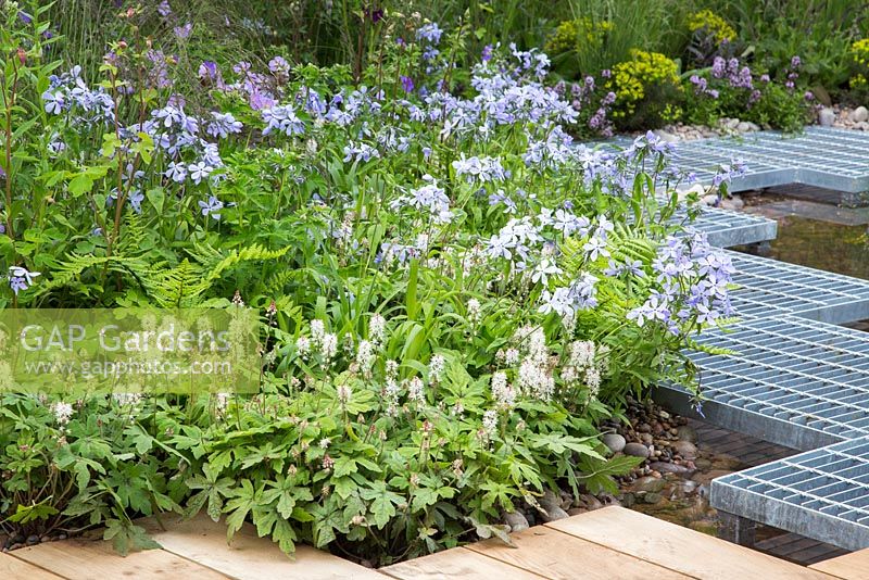 Tiarella 'Spring symphony' and Phlox divaricata beside a metal winding boardwalk. Show Garden: RBC Blue Water Roof Garden. 