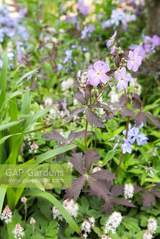 Tiarella 'Spring symphony' and Geranium. Show Garden: RBC Blue Water Roof Garden