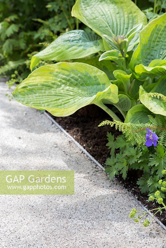 Hosta 'Frances Williams', Geranium 'Johnsons Blue' and Polystichum setiferum Plumosomultilobum beside a gravel path. Show Garden: Stop the Spread. 