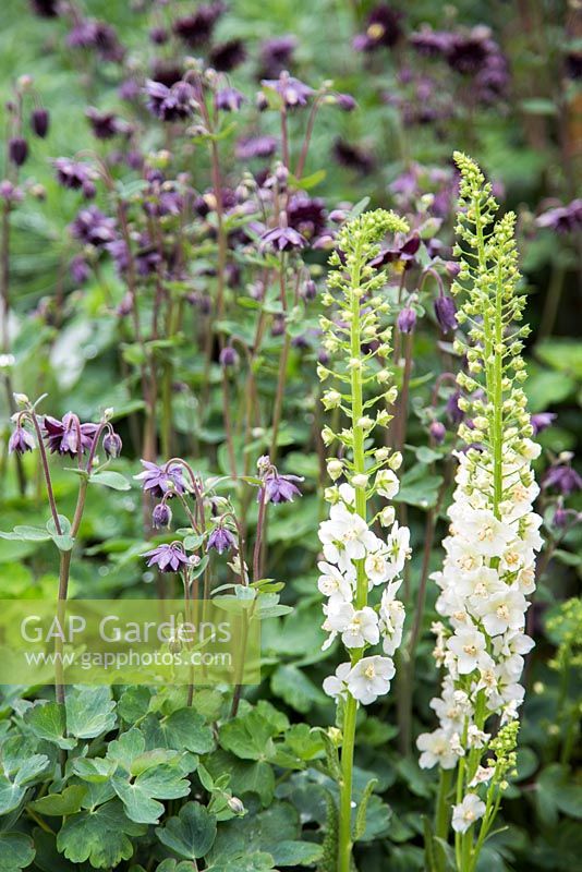 Aquilegia 'Black Barlow' and Verbascum 'Flush of White'. Show Garden: The SeeAbility Garden. 
