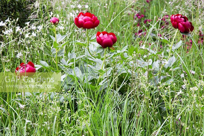 Paeonia 'Buckeye Belle' or 'Chocolate Soldier', Lychnis flos cuculi 'White Robin' and Carex muskingumensis. Show Garden: The Telegraph Garden. 