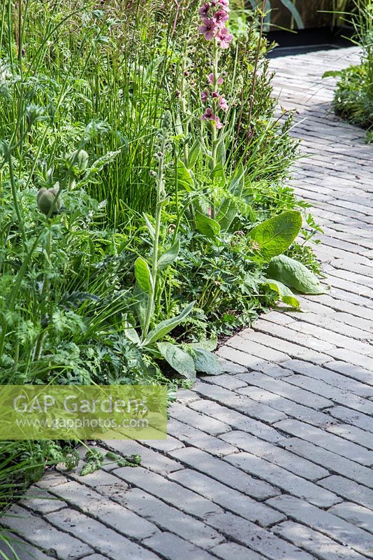 Deschampsia cespitosa, Verbascum, Papaver and Geranium beside a brick paved path. Fresh Garden: The Massachusetts Garden. 