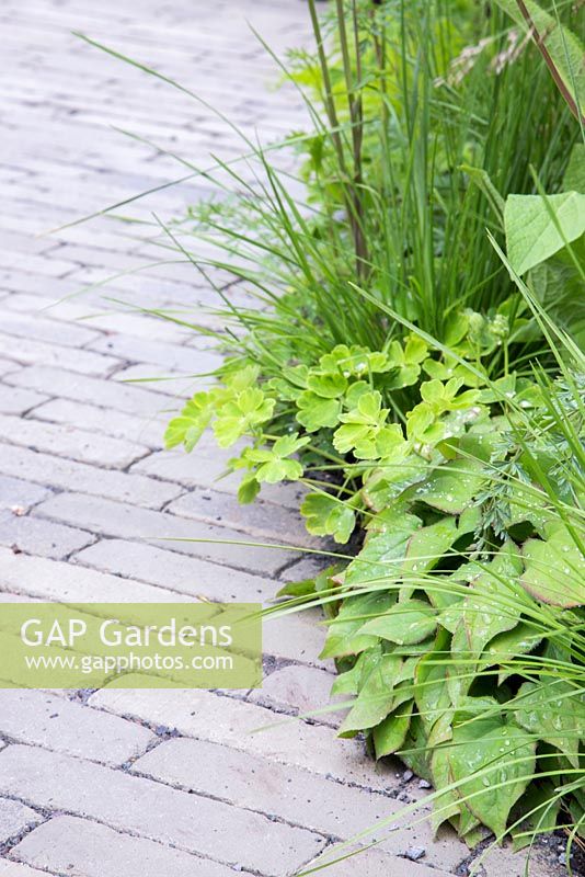 Aquilegia and Epimedium beside a brick paved path. Fresh Garden: The Massachusetts Garden. 