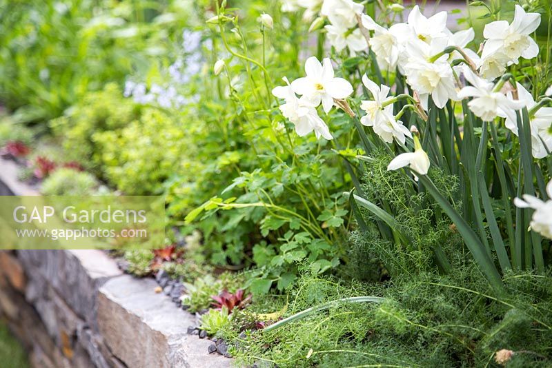 Narcissus 'Silver Chimes' and Sempervivum planted in Dry Stone wall border. Artisan Garden: Get Well Soon. 