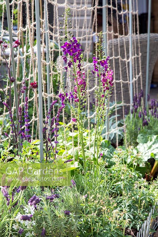 Salvia, Verbascum and Lavandula growing along netted fence.