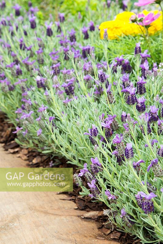 Lavandula planted with woodchip beside a wooden path