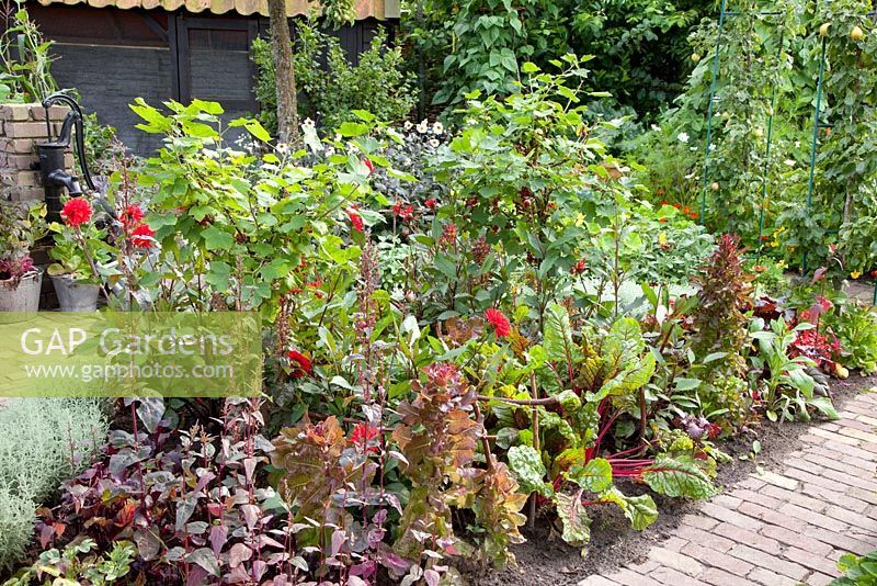 Kitchen garden with Beta vulgaris 'Bright Lights', Dahlia 'Garden Miracle', Ribes rubrum 'Jonkheer van Tets'