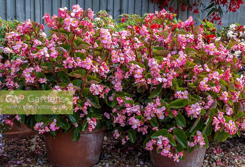 Bergonia 'baby wings pink' in containers