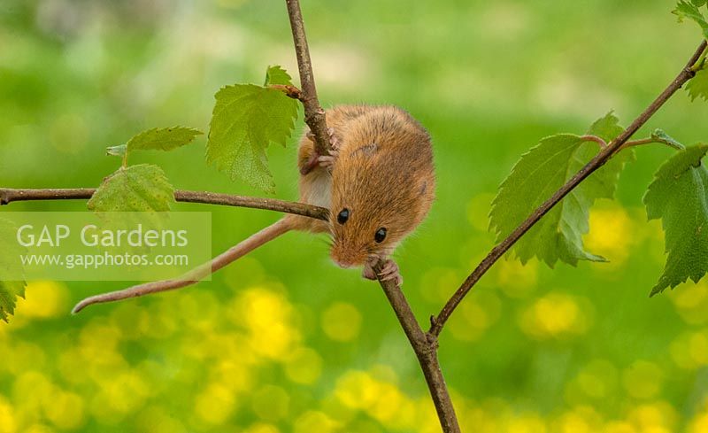 Micromys minutus - harvest mouse climbing