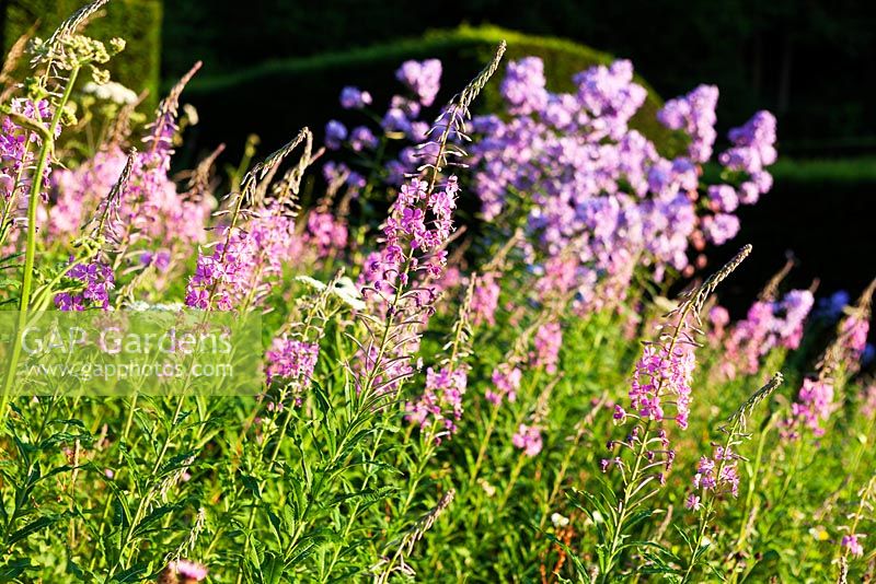 Epilobium angustifolium aka Chamaenerion angustifolium (Rose-bay Willow Herb) with Campanula lactiflora in the Wild Garden. Veddw House Garden, Devauden, Monmouthshire, Wales