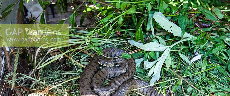 Grass snake in the compost heap. Veddw House Garden, Devauden, Monmouthshire, Wales
