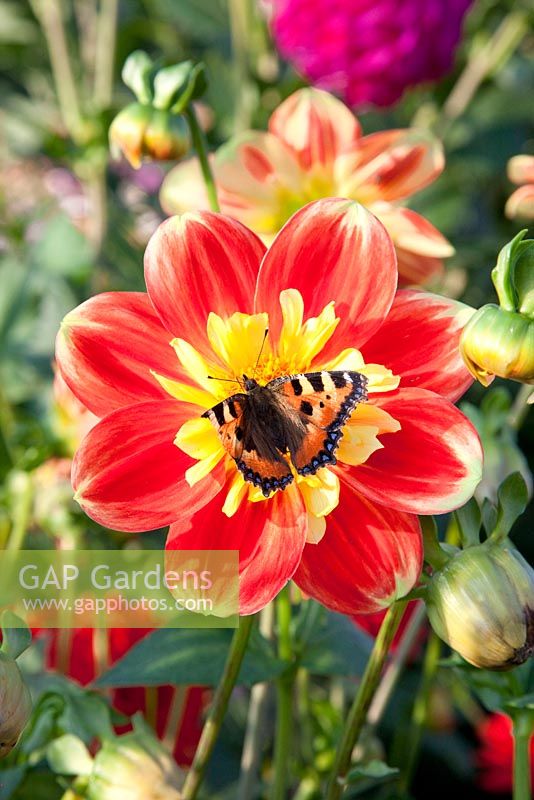 Nymphalis urticae - small tortoise shell butterfly on Dahlia 'Pooh' flower 