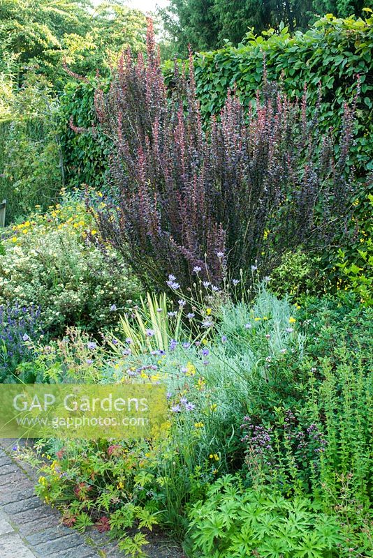 The Dry Garden in summer, Cambridge Botanic Gardens. Berberis thunbergii 'Helmond Pillar', Santolina, potentillas, geraniums, origanum and Catananche coerulea.