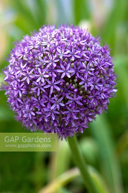 Allium 'Purple Giant'