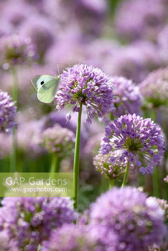 Allium senescens with Cabbage white butterfly