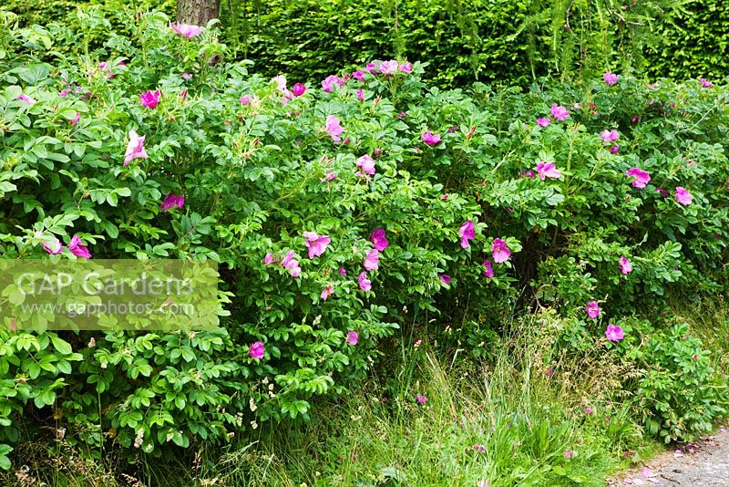 Hedge of Rosa rugosa - The West Garden, Daglingworth House, Gloucestershire, UK. June. 