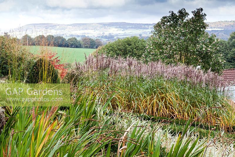 View across the Grasses Parterre. Corcosmia 'Lucifer' seedheads, Miscanthus sinensis  'Malepartus', Sorbus hupehensis - Veddw House Garden, Monmouthshire, Wales, UK. October. 