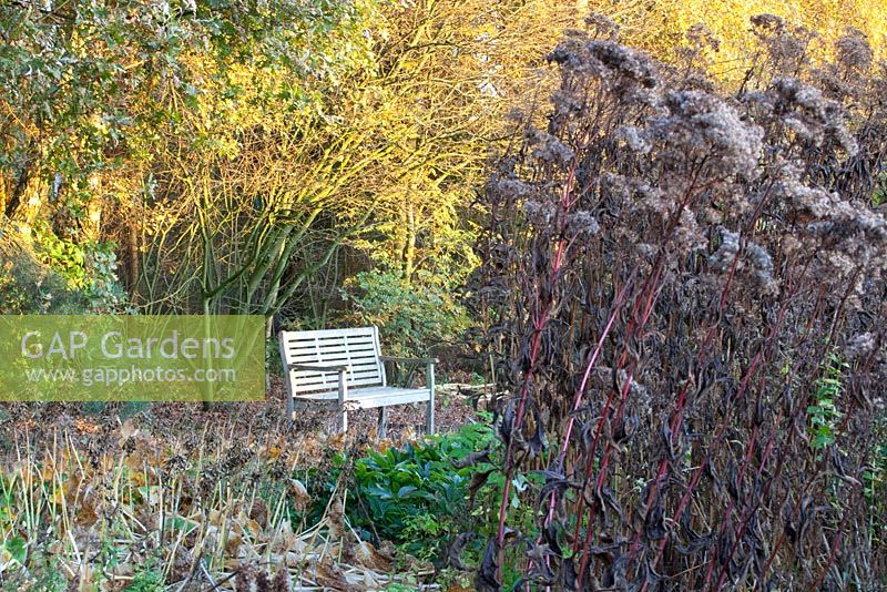 Bench in autumn garden with Eupatorium