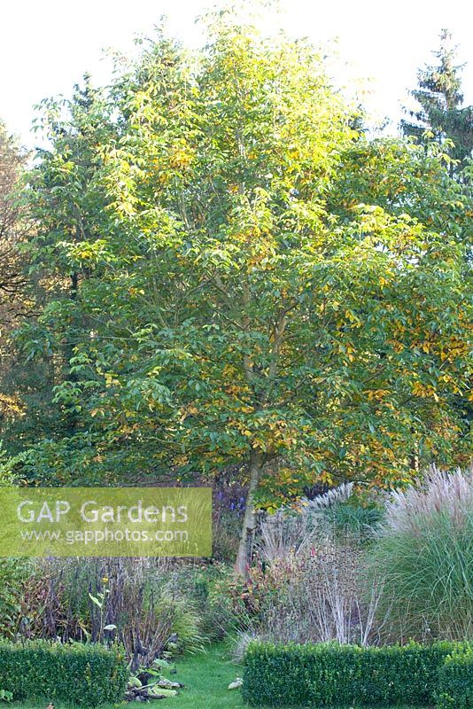 Juglans regia in autumn garden 